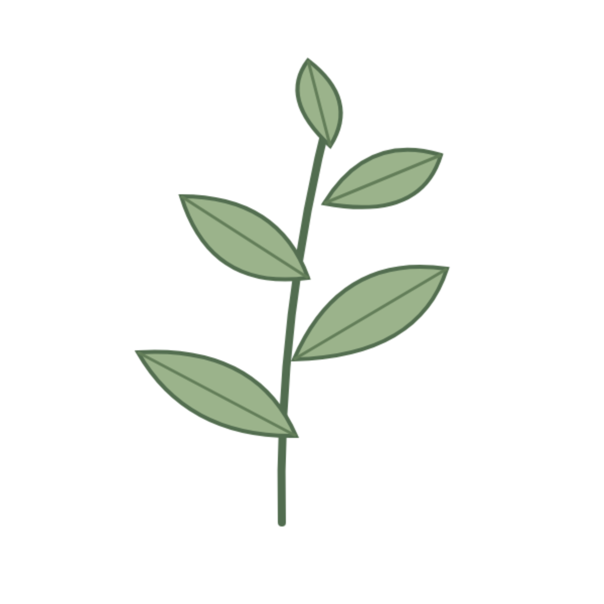 Original illustration of a curved green twig with five pointed leaves at staggered heights